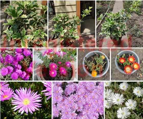 Сансевиерия Хавортия Агава Лампрантус Донецк