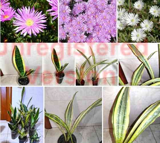 Сансевиерия Хавортия Агава Лампрантус Донецк