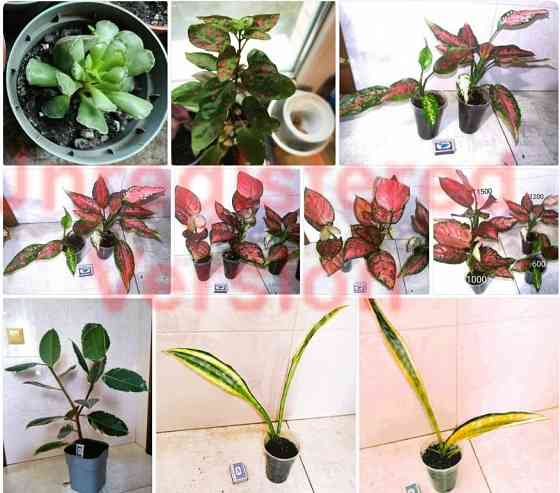 Сансевиерия Хавортия Агава Лампрантус Донецк