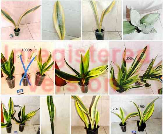 Сансевиерия Хавортия Агава Лампрантус Донецк