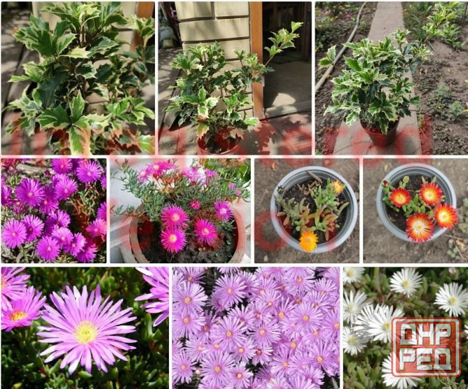 Сансевиерия Хавортия Агава Лампрантус Донецк - изображение 4