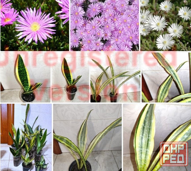 Сансевиерия Хавортия Агава Лампрантус Донецк - изображение 2