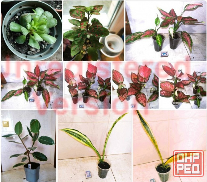 Сансевиерия Хавортия Агава Лампрантус Донецк - изображение 3