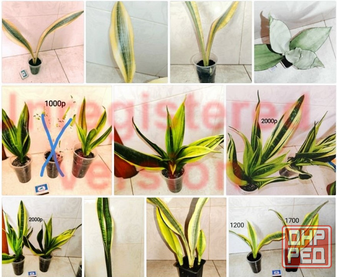 Сансевиерия Хавортия Агава Лампрантус Донецк - изображение 1