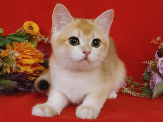 Британский котенок - ласковая красотка Мелитополь