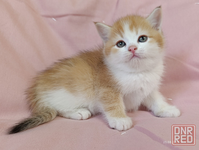 Шотландская кошечка скоттиш-страйт Донецк - изображение 1