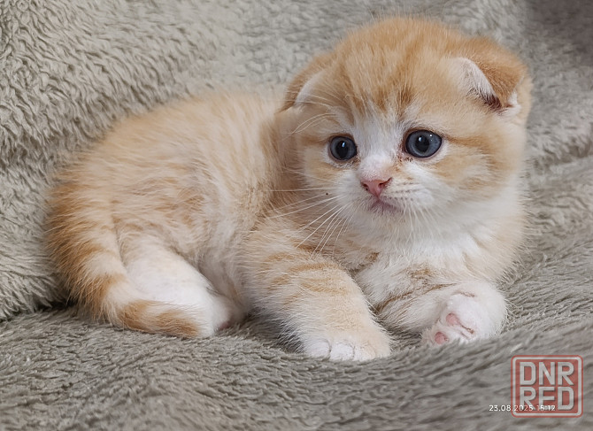 Шотландский Вислоухий тигрёнок Донецк - изображение 3