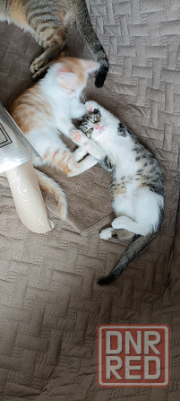 Котята бесплатно Донецк - изображение 2