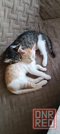 Котята бесплатно Донецк - изображение 1