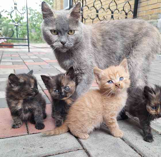 Котята в добрые руки Донецк