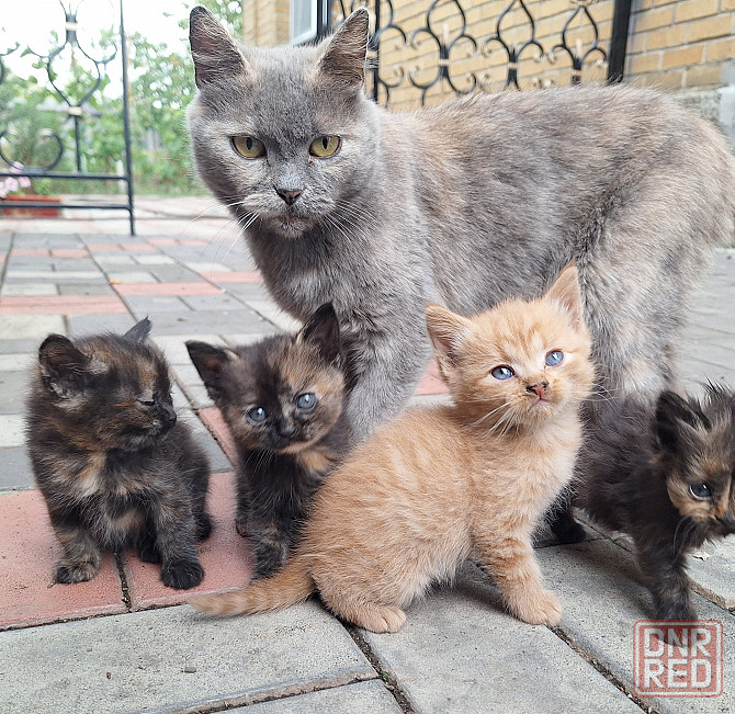 Котята в добрые руки Донецк - изображение 1