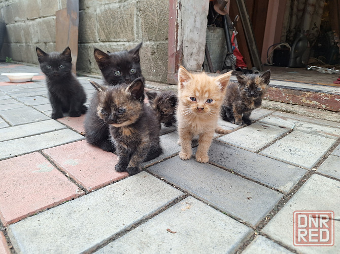 Котята в добрые руки Донецк - изображение 5
