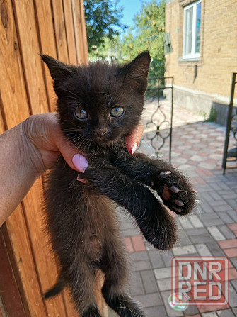 Котята в добрые руки Донецк - изображение 4