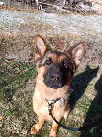 Передержка животных Донецк