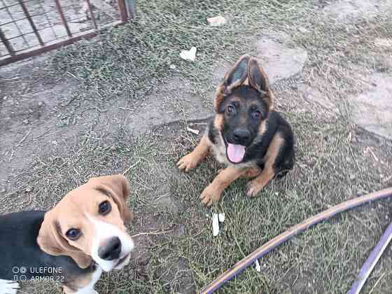 Передержка животных Донецк