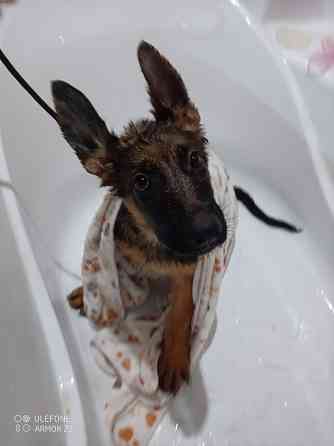 Передержка животных Донецк