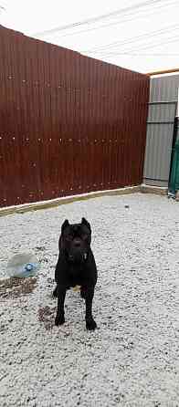 Передержка животных Донецк