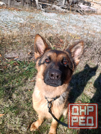 Передержка животных Донецк - изображение 3