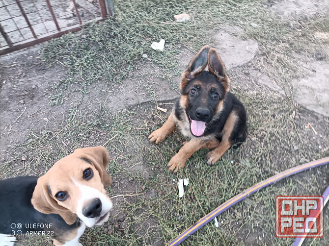 Передержка животных Донецк - изображение 4