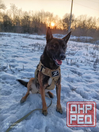 Передержка животных Донецк - изображение 7