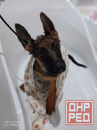 Передержка животных Донецк - изображение 5