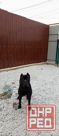 Передержка животных Донецк - изображение 6