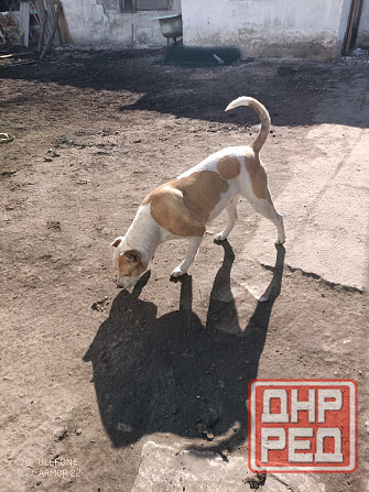 Передержка животных Донецк - изображение 8