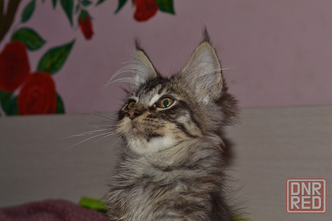 Котик мейн кун Донецк - изображение 3
