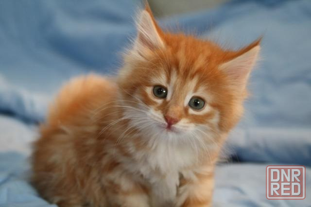 Котята Норвежские Лесные Донецк - изображение 3