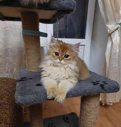 Котята золотая шиншилла Донецк