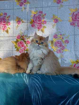Котята золотая шиншилла Донецк
