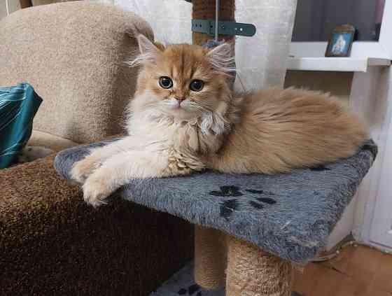 Котята золотая шиншилла Донецк