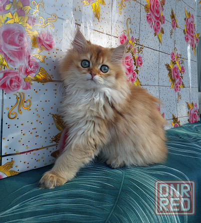 Котята золотая шиншилла Донецк - изображение 3