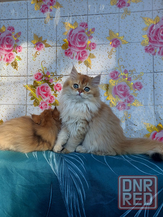 Котята золотая шиншилла Донецк - изображение 4
