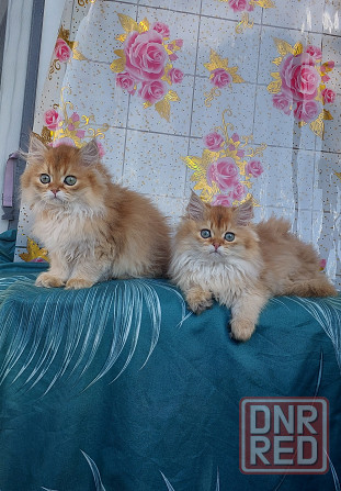 Котята золотая шиншилла Донецк - изображение 1