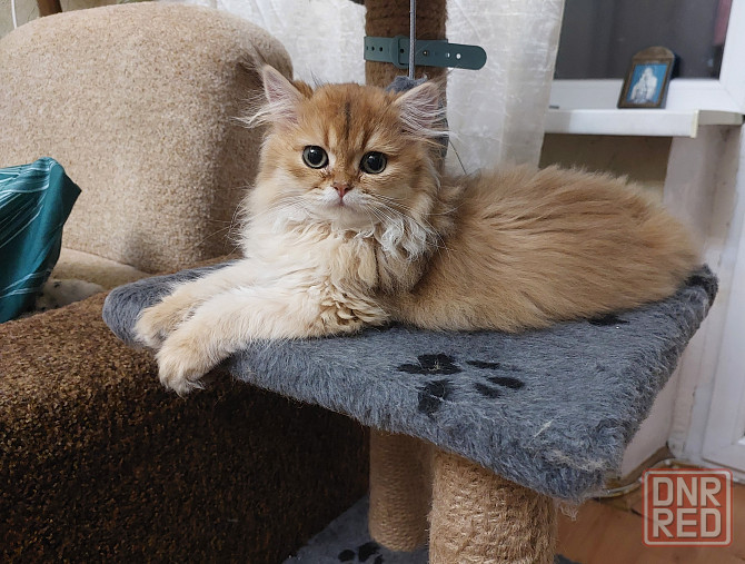 Котята золотая шиншилла Донецк - изображение 5