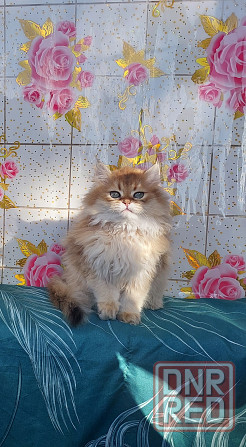 Котята золотая шиншилла Донецк - изображение 6