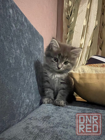 Котенок Донецк - изображение 3