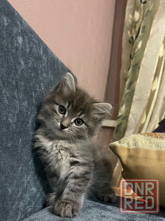 Котенок Донецк - изображение 2
