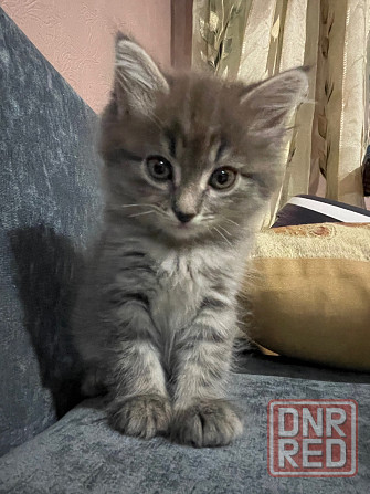 Котенок Донецк - изображение 1