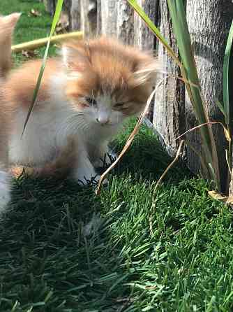 котята!! Макеевка