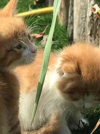 котята!! Макеевка