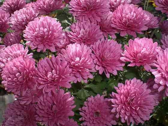 Хризантема мультифлора Донецк