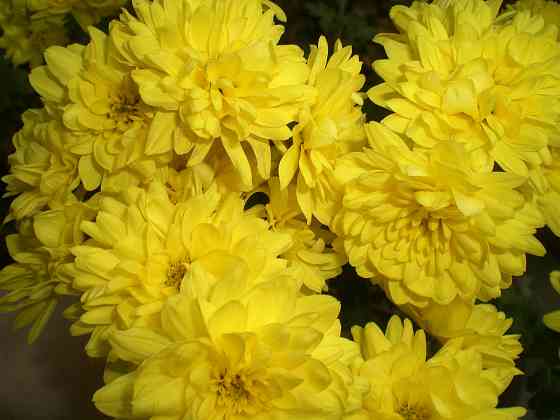 Хризантема мультифлора Донецк