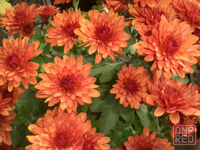 Хризантема мультифлора Донецк - изображение 4