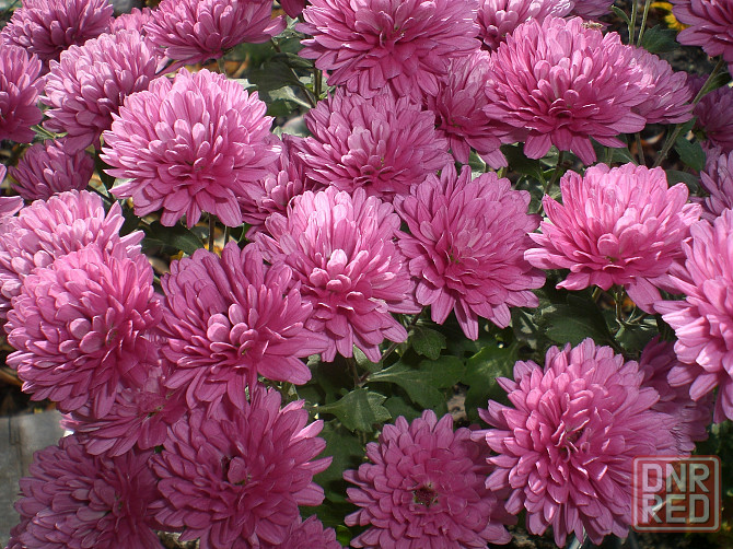 Хризантема мультифлора Донецк - изображение 5