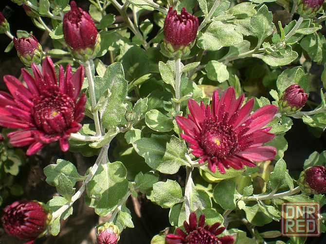 Хризантема мультифлора Донецк - изображение 3