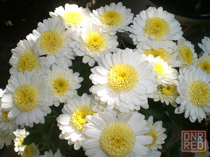 Хризантема мультифлора Донецк - изображение 1