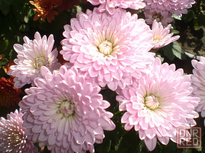 Хризантема мультифлора Донецк - изображение 6