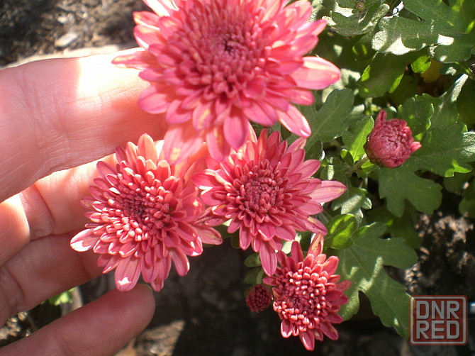 Хризантема мультифлора Донецк - изображение 2